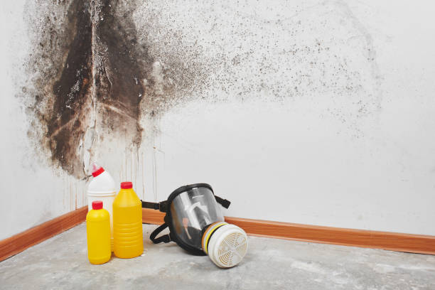 Best Emergency Mold Removal  in Wichita Falls, TX