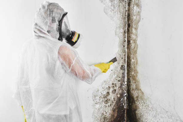 Best Mold Cleaning Services  in Wichita Falls, TX