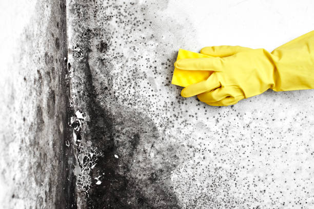 Home Mold Removal in Wichita Falls, TX