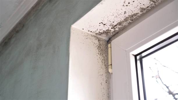 Best Emergency Mold Removal  in Wichita Falls, TX