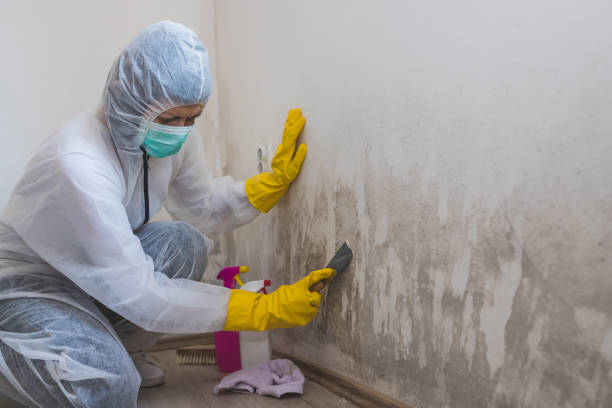 Best Mold Damage Repair  in Wichita Falls, TX