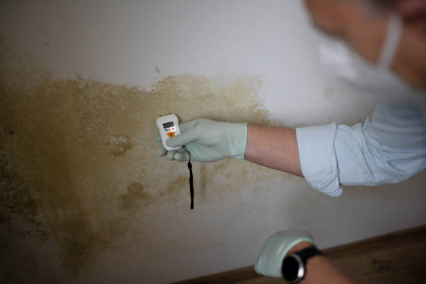 Best Home Mold Removal  in Wichita Falls, TX