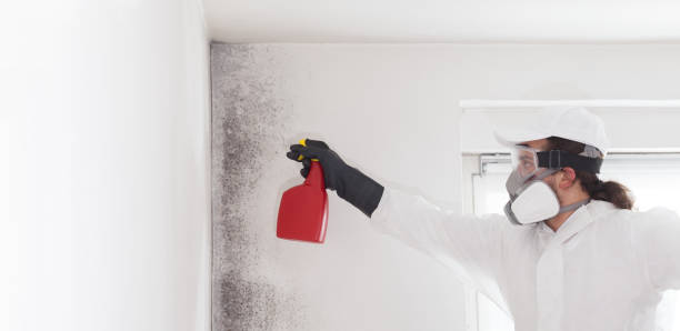 Best Residential Mold Removal  in Wichita Falls, TX