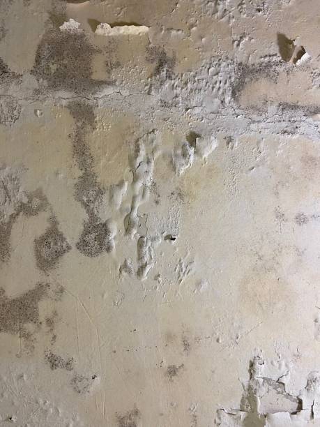 Best Mold Removal Company Near Me  in Wichita Falls, TX