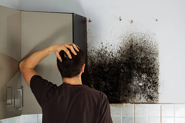 Best Affordable Mold Removal  in Wichita Falls, TX