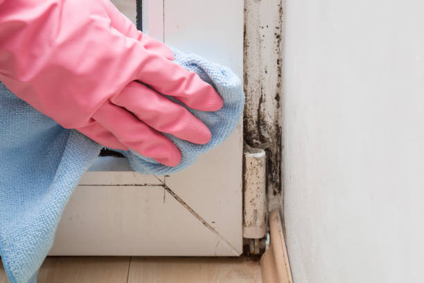 Best Same-Day Mold Removal  in Wichita Falls, TX