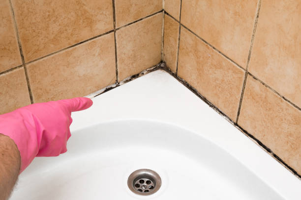 Best Certified Mold Removal  in Wichita Falls, TX